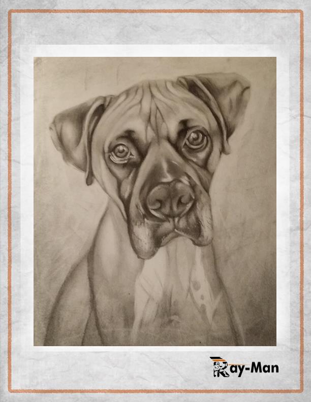 Boxer dog drawing mockup