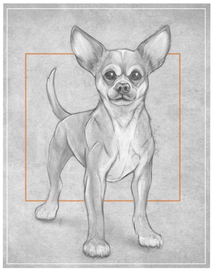 Chihuahua Drawing