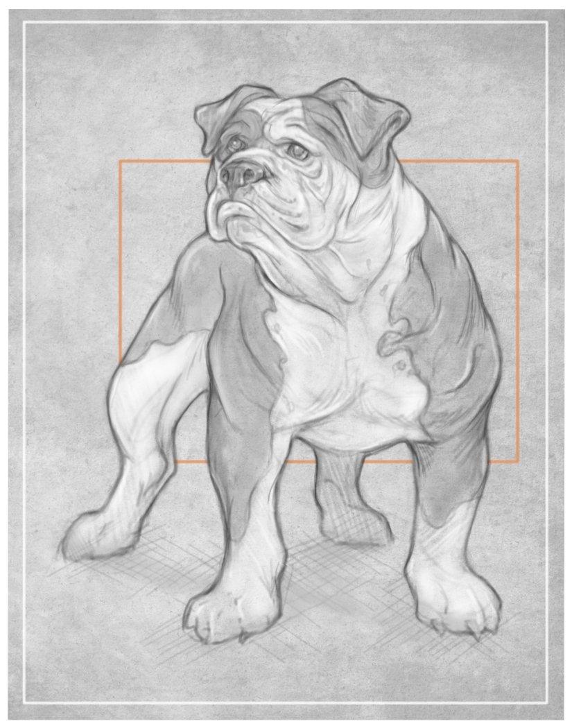 Bulldog Drawing