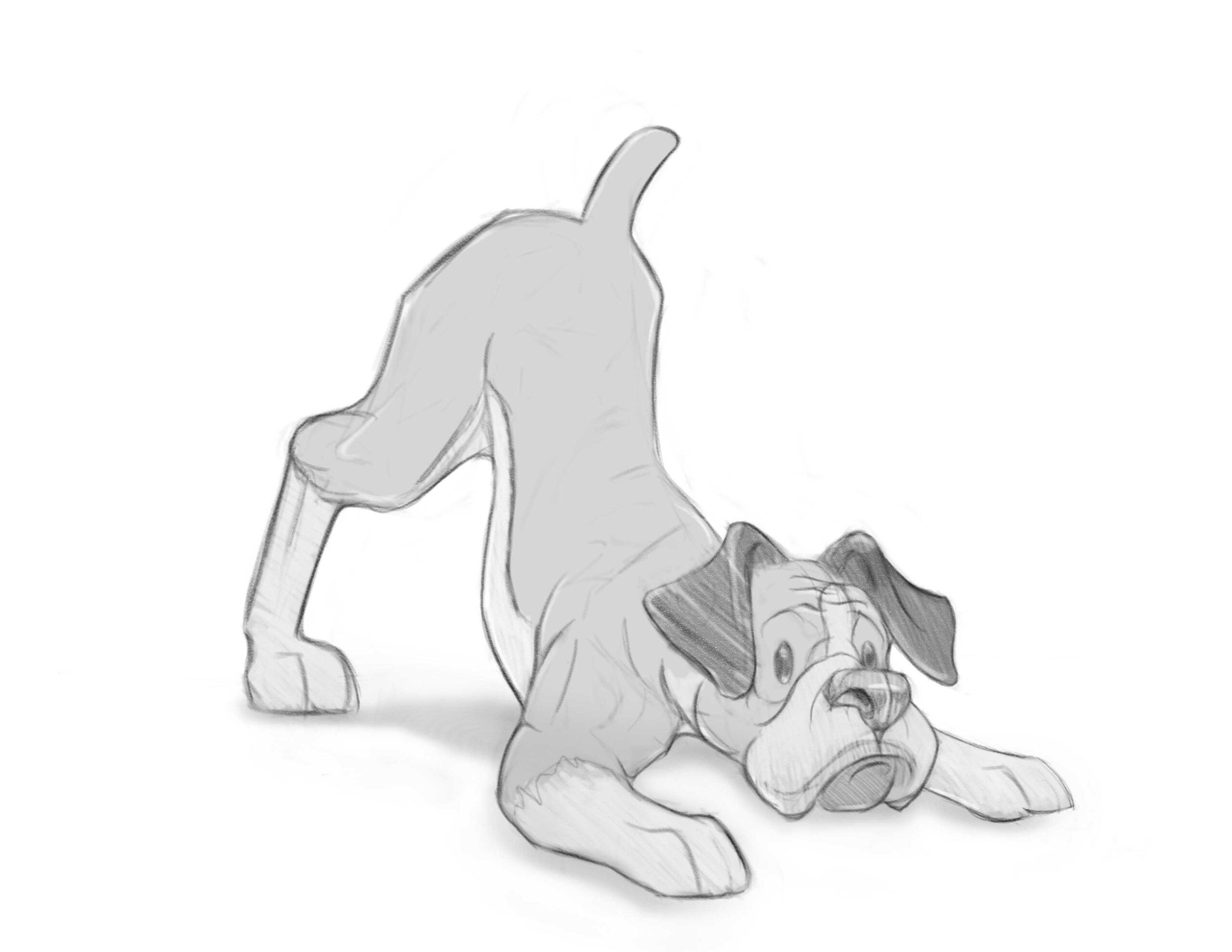 Boxer Sketch play bow sketch