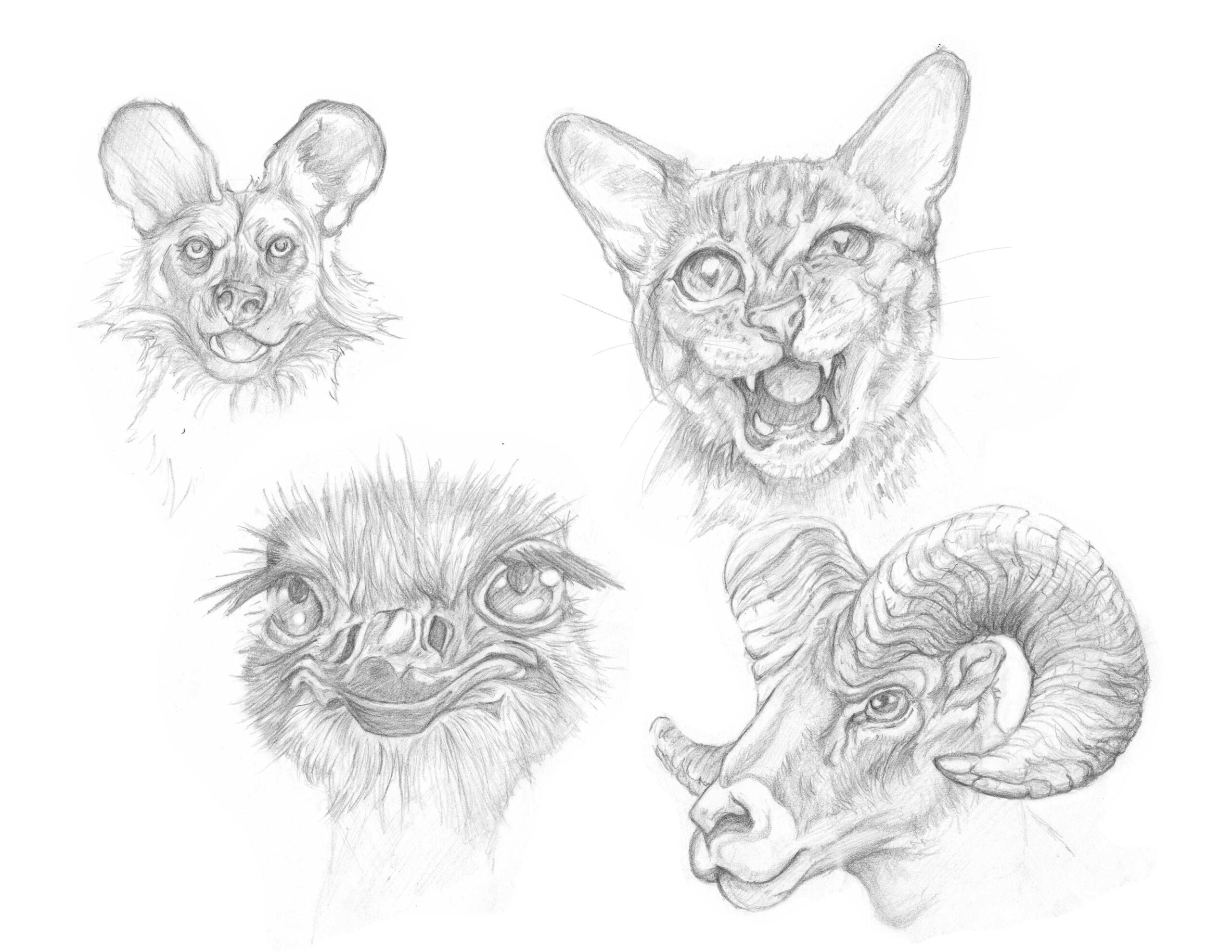 Pencil Sketch of various animal faces.