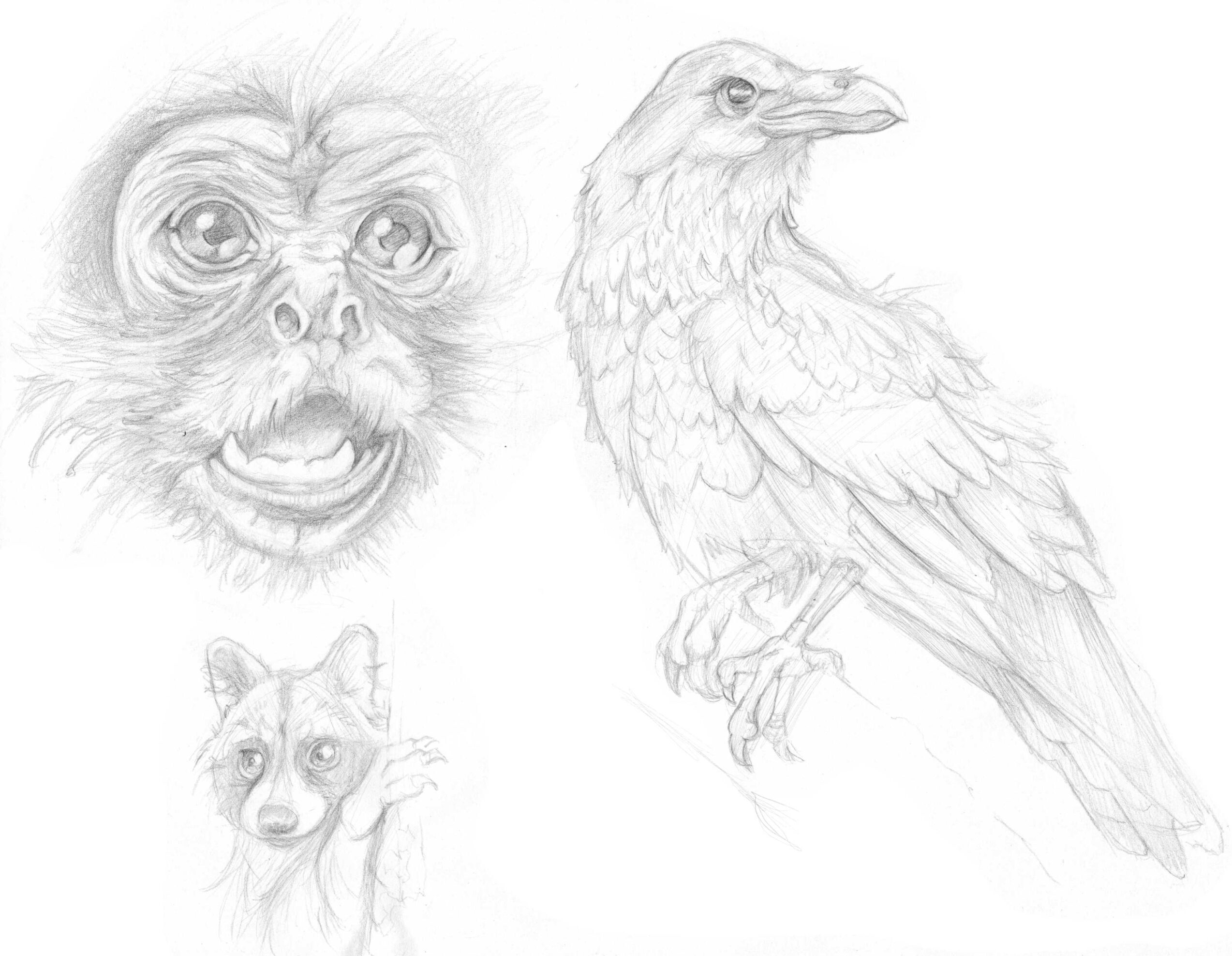 Pencil Sketch of various animals