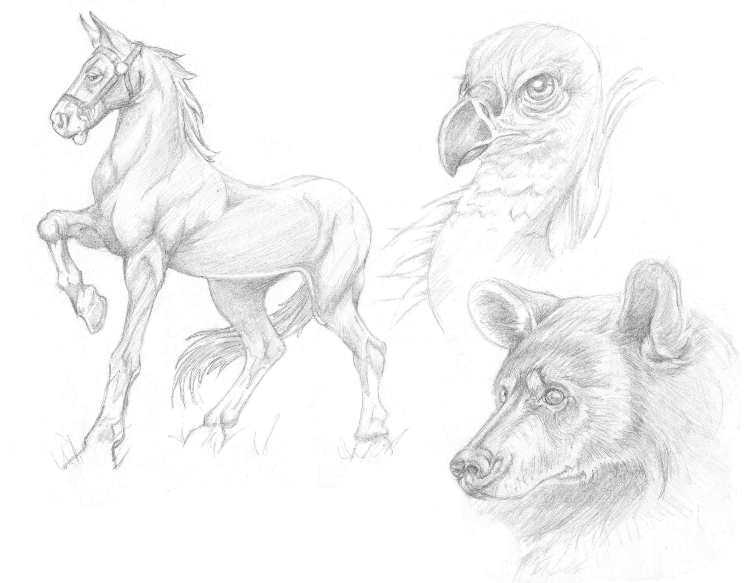 Pencil Sketch of various animals