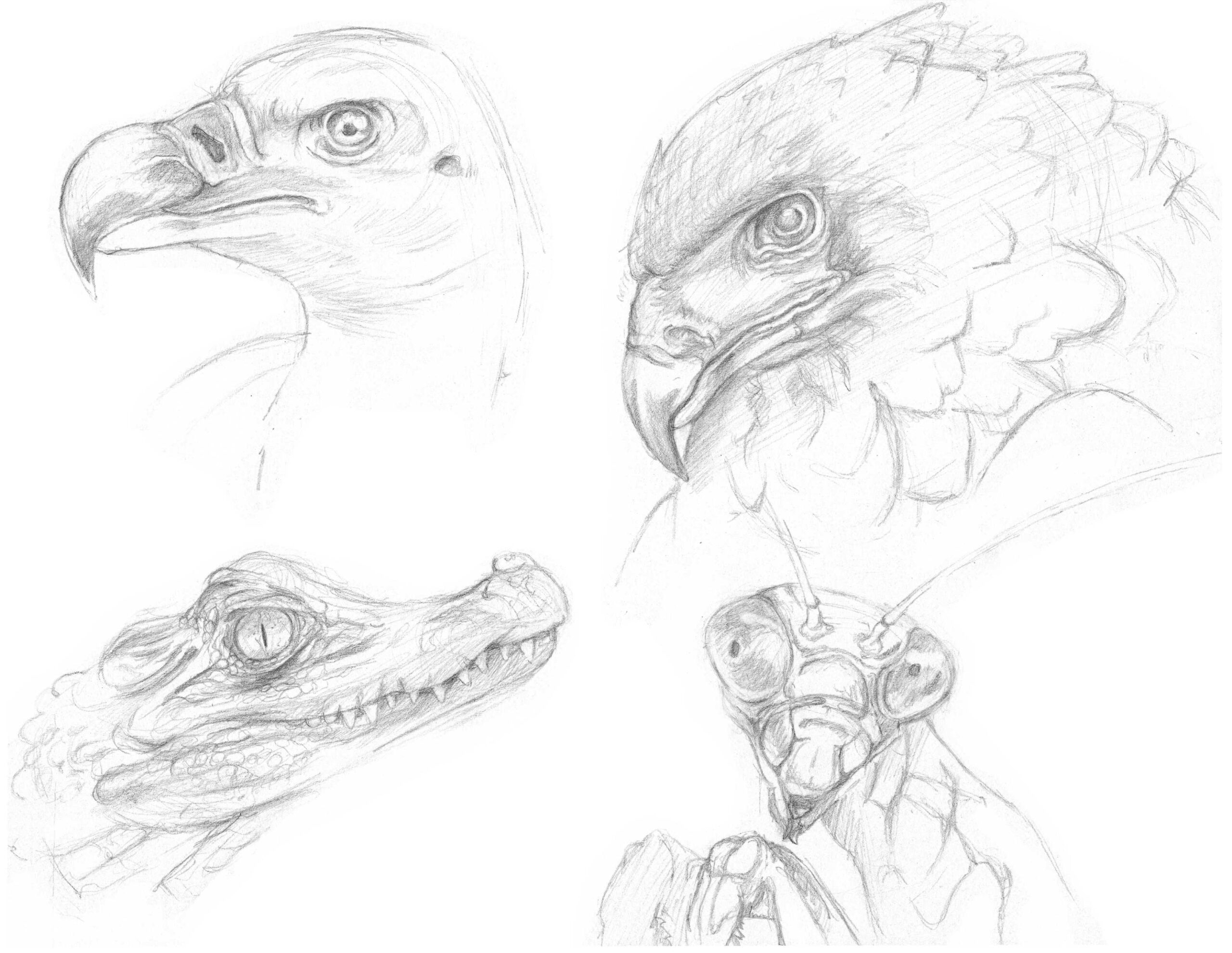 Pencil Sketch of various animal faces.