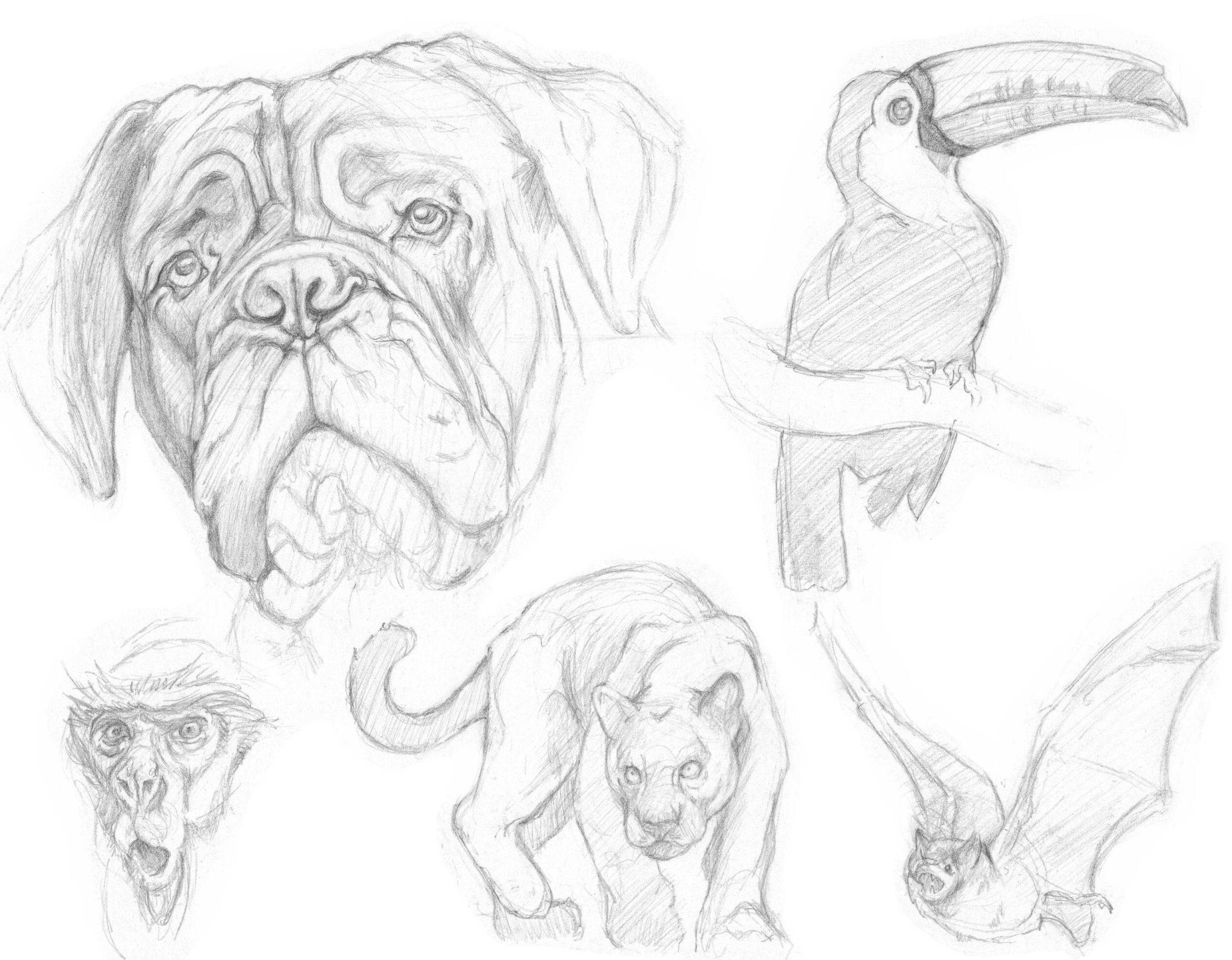 Pencil Sketch of various animals.
