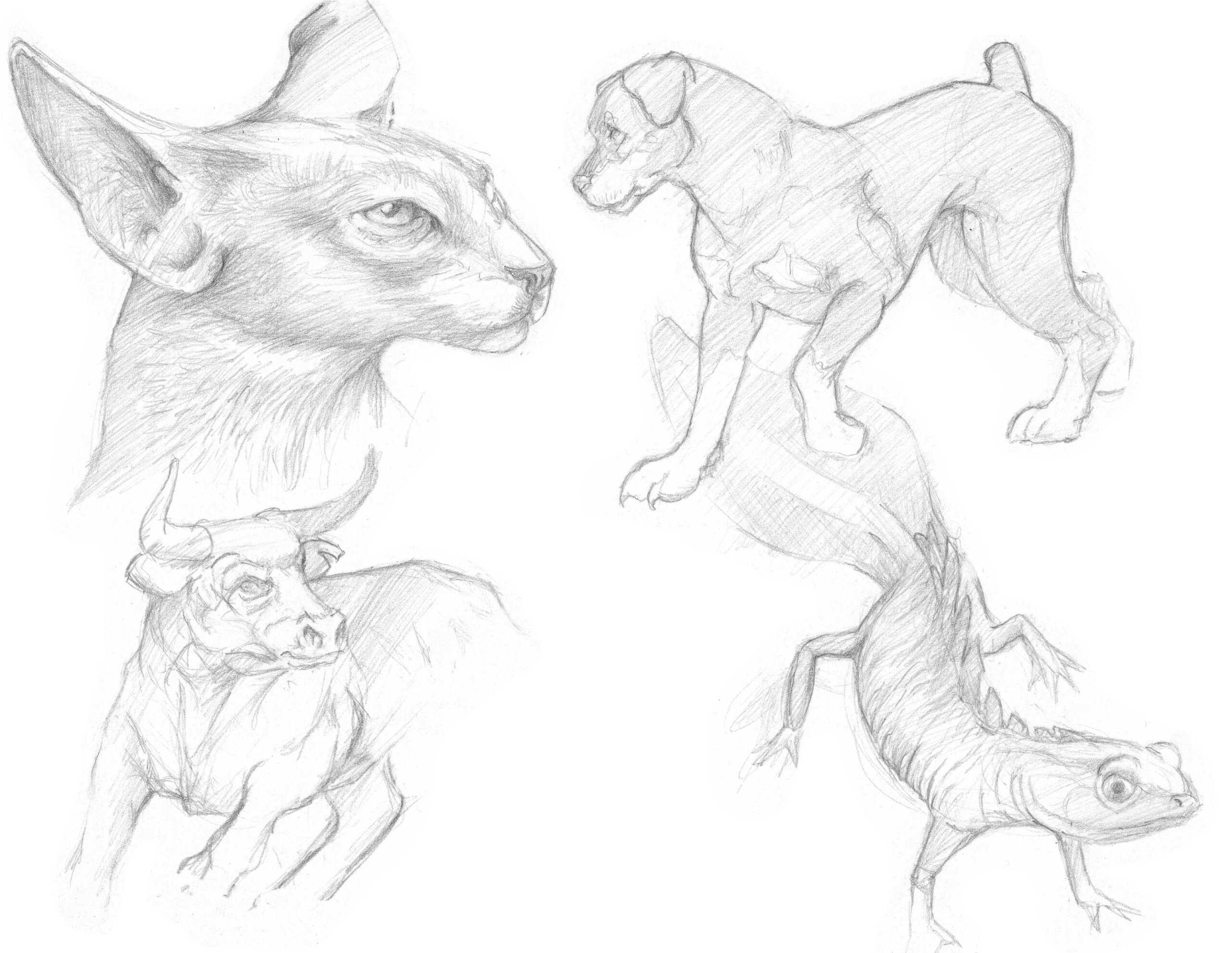 Pencil Sketch of various animals.