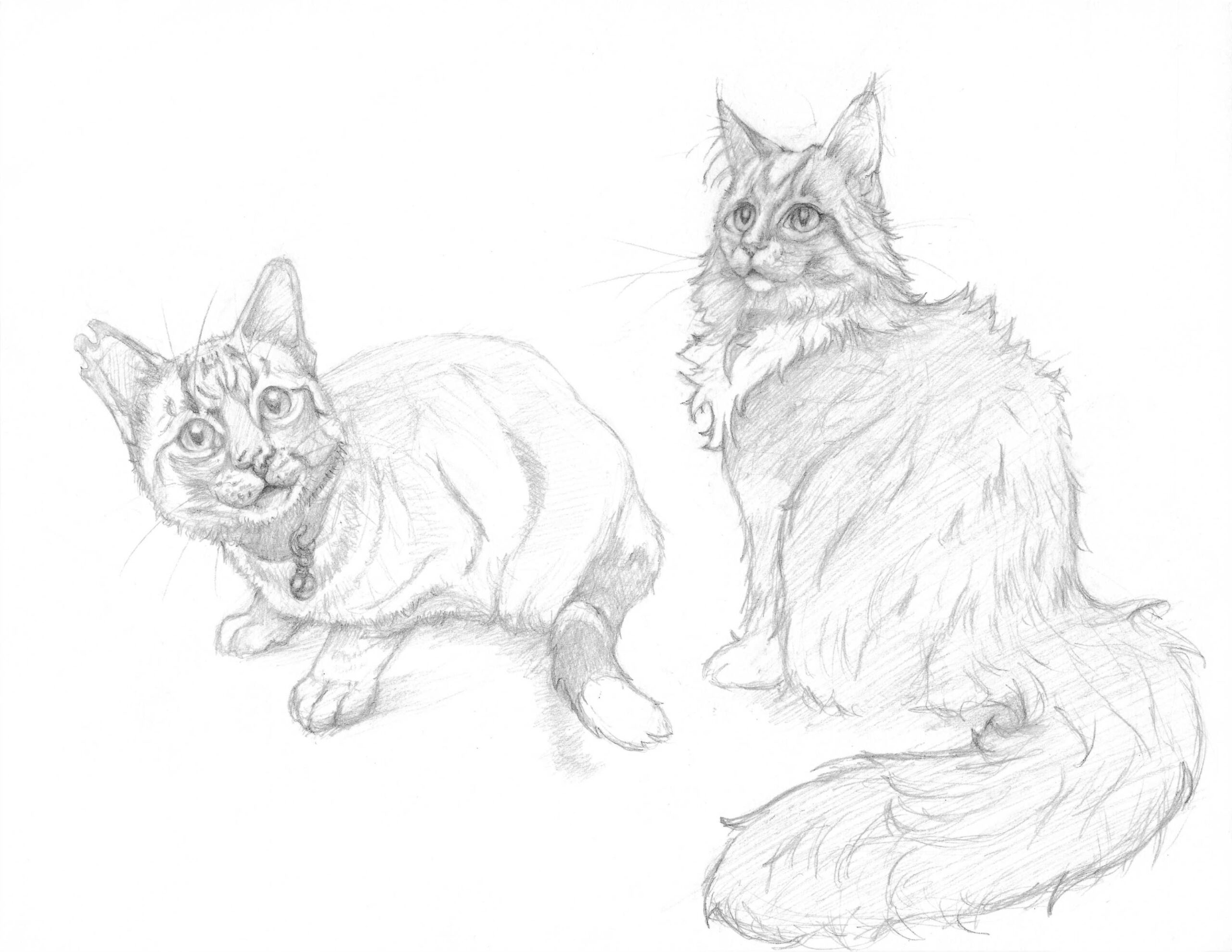 Two pencil sketches of cats.