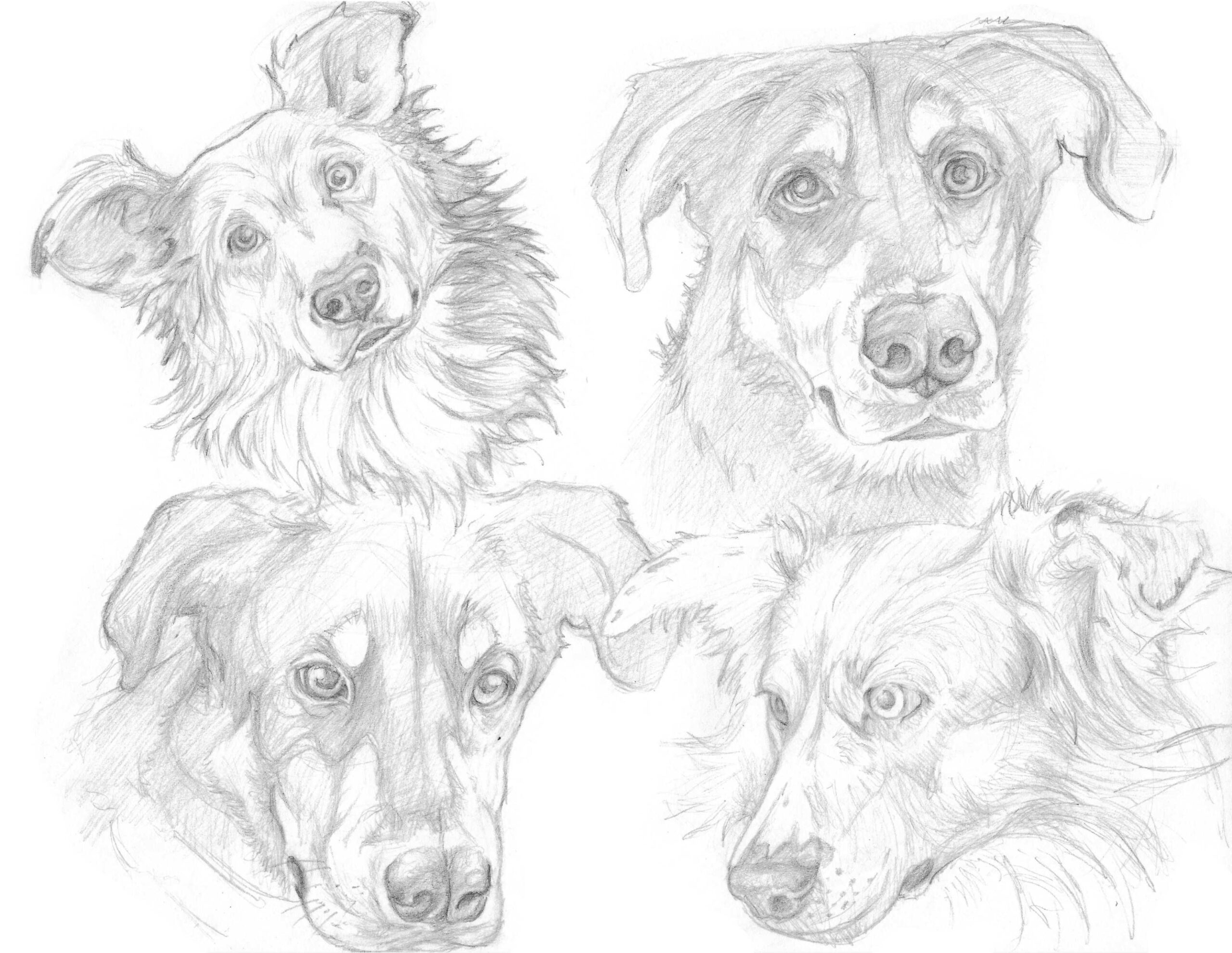Sketches of dogs.